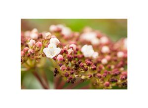 4063654252368 - Viburnum tinus Purpurea Lorbeer-Schneeball immergrün 20–30 cm