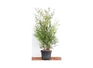 4063654252573 - Thuja occidentalis Brabant Lebensbaum grün 80–100 cm