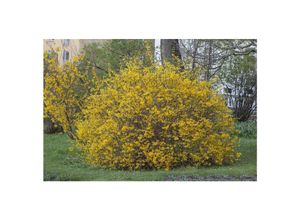 4063654252696 - Forsythia intermedia Spectabilis Forsythie leuchtend gelb 40–60 cm