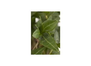 4063654252740 - Hedera helix Efeu immergrün ca 9x9 cm Topf 4063654252740 - Hedera helix Efeu immergrün ca 9x9 cm Topf