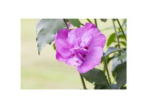 4063654254515 - Hibiscus syriacus Purple Ruffles Gartenhibiskus lila 40–60 cm 4063654254515 - Hibiscus syriacus Purple Ruffles Gartenhibiskus lila 40–60 cm