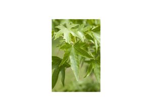 4063654255451 - Liquidambar styraciflua Amberbaum 80–100 cm 4063654255451 - Liquidambar styraciflua Amberbaum 80–100 cm