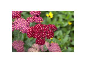 4063654255543 - Achillea millefolium Red Velvet Schafgarbe rot ca 9x9 cm Topf 4063654255543 - Achillea millefolium Red Velvet Schafgarbe rot ca 9x9 cm Topf