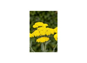 4063654255550 - Achillea tomentosa Teppich-Schafgarbe gelb ca 9x9 cm Topf