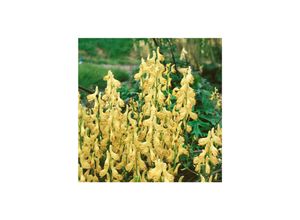 4063654255567 - Aconitum lycoctonum ssp vulparia Wolfs-Eisenhut gelb ca 9x9 cm Topf