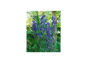 4063654255581 - Aconitum napellus Kleiner Ritter Eisenhut blau ca 11x11 cm Topf
