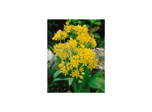 4063654256007 - Allium moly Goldlauch leuchtend gelb ca 9x9 cm Topf 4063654256007 - Allium moly Goldlauch leuchtend gelb ca 9x9 cm Topf