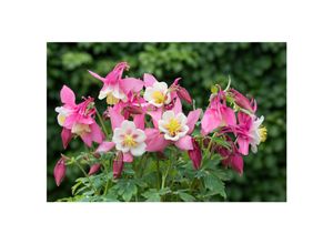 4063654256267 - Aquilegia flabSpring Magic Rosa-Weiß Akelei rosa-weiß ca 9x9 cm Topf
