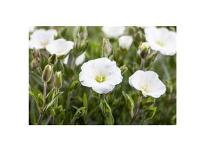 4063654256342 - Arenaria montana Sandkraut weiß ca 9x9 cm Topf