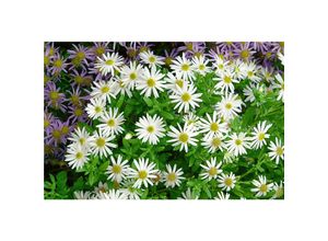 4063654256564 - Aster ageratoides Ashvi Herbstaster weiß ca 9x9 cm Topf
