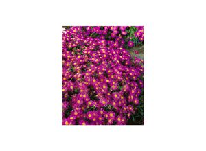 4063654256618 - Aster dumosus Alice Haslam Kissen-Aster rosa ca 9x9 cm Topf