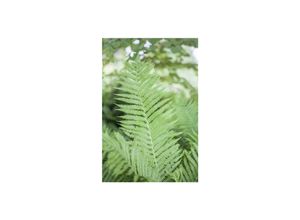 4063654256663 - Athyrium filix-femina Frauenfarn ca 9x9 cm Topf