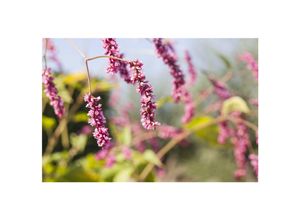 4063654256700 - Bistorta affinis Teppich-Knöterich rosa Blüten ca 9x9 cm Topf