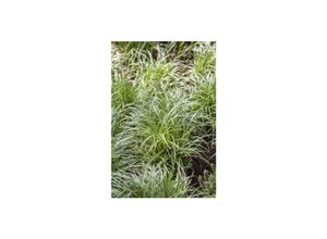 4063654256939 - Carex morrowii Japan-Segge immergrün ca 9x9 cm Topf