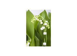 4063654257073 - Convallaria majalis Maiglöckchen weiß ca 9x9 cm Topf