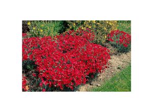 4063654257196 - Dianthus gratianop Rotkäppchen Nelke rot ca 9x9 cm Topf