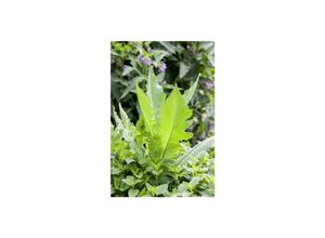 4063654257264 - Dipsacus fullonum Wilde Karde ca 9x9 cm Topf
