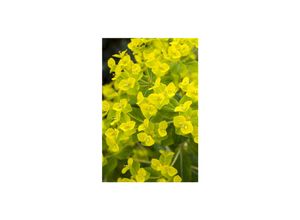 4063654257516 - Euphorbia cornigera Goldener Turm Wolfsmilch ca 9x9 cm Topf