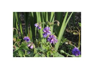 4063654257752 - Geranium himalayense Plenum Himalaya-Storchschnabel gefüllt ca 9x9 cm Topf