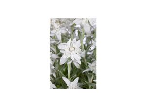4063654258391 - Leontopodium alpinum Edelweiß ca 9x9 cm Topf 4063654258391 - Leontopodium alpinum Edelweiß ca 9x9 cm Topf