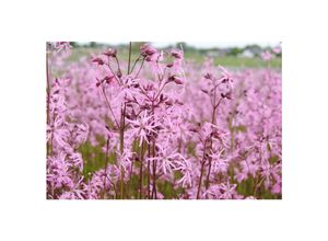 4063654258520 - Lychnis flos-cuculi Kuckuckslichtnelke rosa ca 9x9 cm Topf 4063654258520 - Lychnis flos-cuculi Kuckuckslichtnelke rosa ca 9x9 cm Topf