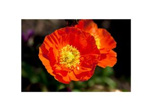 4063654258919 - Papaver nudicaule Gartenzwerg Islandmohn bunt ca 9x9 cm Topf
