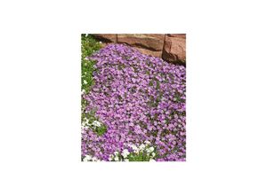 4063654259039 - Phlox douglasii Lilac Cloud Polsterphlox lila ca 9x9 cm Topf