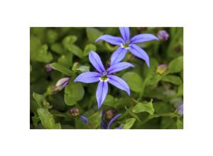 4063654259107 - Pratia pedunculata Blaukissen ca 9x9 cm Topf bodendeckend