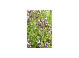 4063654259824 - Verbena hastata Pink Spires rosa Blüten ca 9x9 cm Topf 4063654259824 - Verbena hastata Pink Spires rosa Blüten ca 9x9 cm Topf