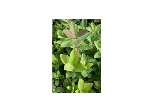 4063654260462 - Lonicera kamtschatica Blue Velvet -R- Honigbeere 30–40 cm