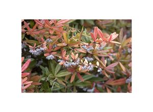 4063654260509 - Berberis julianae Immergrüne Berberitze 25–30 cm