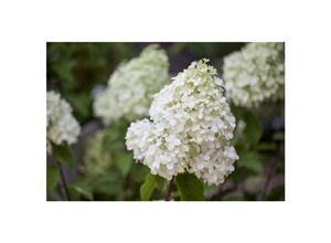 4063654261643 - Hydrangea paniculata Polar Bear Rispenhortensie weiß 40–60 cm