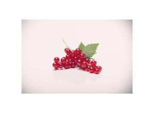 4063654264385 - Ribes rubrum Rovada Rote Johannisbeere 90 cm Stammhöhe