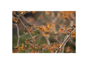 4063654266822 - Hamamelis intermedia Aphrodite Zaubernuss orange Blüten 50–60 cm