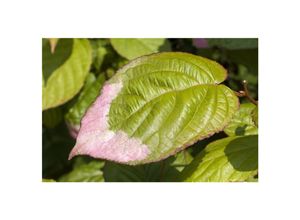 4063654268420 - Actinidia kolomikta Kiwi dekoratives Laub 100–150 cm 4063654268420 - Actinidia kolomikta Kiwi dekoratives Laub 100–150 cm