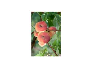 4063654275305 - Prunus persica Sugar Baby Pfirsichbaum süß 100–150 cm