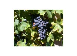 4063654275831 - Vitis vinifera Attika Weinrebe 80–100 cm