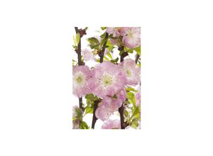 4063654280453 - Prunus triloba Mandelbäumchen rosa Blüten 40–60 cm