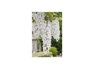 4063654281962 - Wisteria frutescens Nivea Amerikanische Glyzinie weiß 40–60 cm