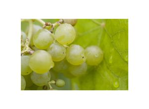 4063654282013 - Vitis vinifera Romulus Weinrebe 80–100 cm