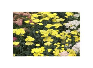 4063654285168 - Achillea clypeolata Moonshine Schafgarbe leuchtend gelb ca 9x9 cm Topf