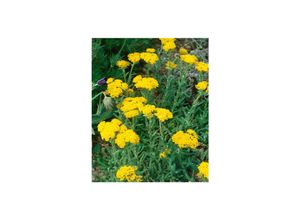 4063654285434 - Achillea tomentosa Aurea Teppich-Schafgarbe gelb ca 9x9 cm Topf