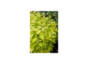 4063654285748 - Agastache rugosa Golden Jubilee Anisysop goldgelb ca 9x9 cm Topf
