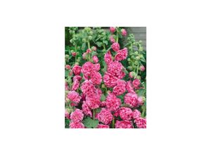 4063654285830 - Alcea rosea Pleniflora Chaters Stockrose rosa ca 9x9 cm Topf