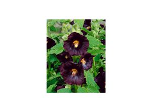 4063654285861 - Alcea rosea Spotlight-Series Blacknight Stockrose dunkelviolett ca 9x9 cm Topf 4063654285861 - Alcea rosea Spotlight-Series Blacknight Stockrose dunkelviolett ca 9x9 cm Topf