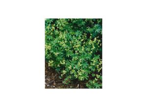4063654285892 - Alchemilla saxatilis Stein-Frauenmantel ca 9x9 cm Topf 4063654285892 - Alchemilla saxatilis Stein-Frauenmantel ca 9x9 cm Topf