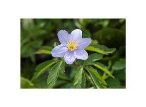 4063654286356 - Anemone nemorosa Robinsoniana Buschwindröschen lavendelblau ca 9x9 cm Topf