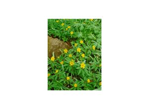 4063654286370 - Anemone ranunculoides Gelbes Windröschen ca 9x9 cm Topf 4063654286370 - Anemone ranunculoides Gelbes Windröschen ca 9x9 cm Topf