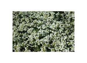4063654286967 - Arabis caucasica Schneehaube Gänsekresse weiß ca 9x9 cm Topf 4063654286967 - Arabis caucasica Schneehaube Gänsekresse weiß ca 9x9 cm Topf