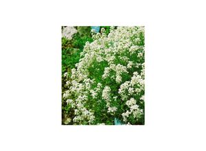 4063654286998 - Arabis procurrens Neuschnee Gänsekresse weiß ca 9x9 cm Topf